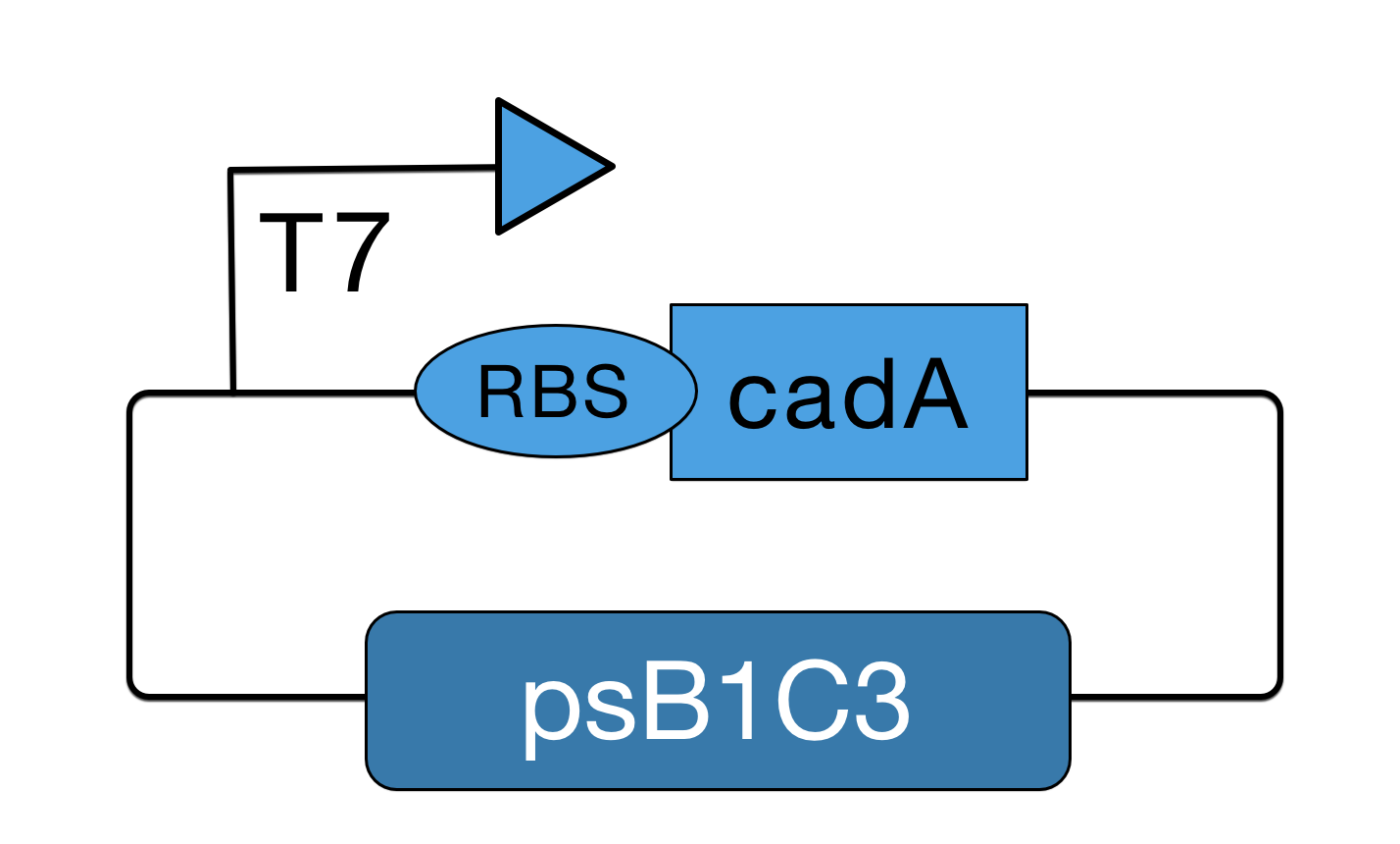 T7 cadA scheme operon