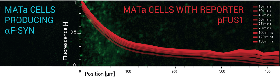 Fluorescence microscopy image showing activation gradient of MATa cells yeast pheromone pathway with pFUS1 reporter by MATa cells producing synthetic alpha factor in the microfluidics.