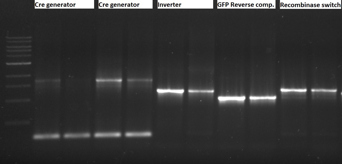 PCR of biobrick parts in pSB plasmids