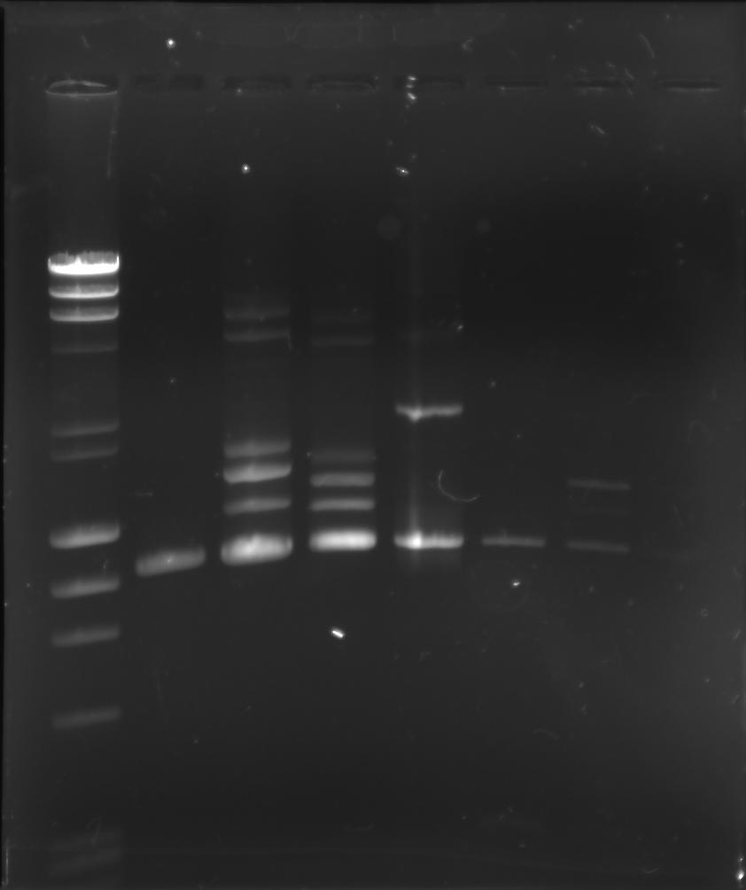 20110614 PCR246.jpg