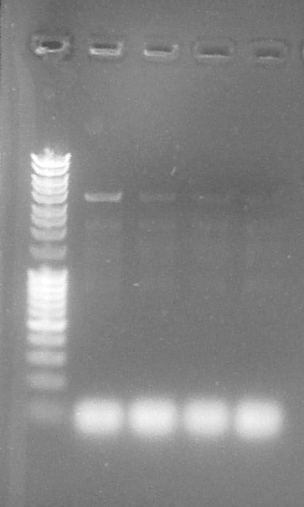ParisSaclay 26.08.15- PCR3.jpg