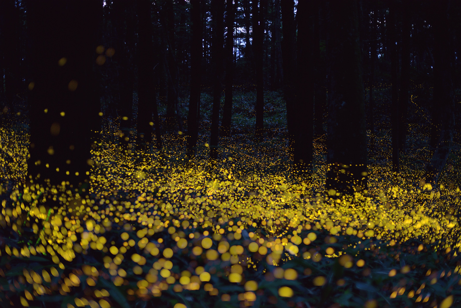 2015-Glasgow-fireflies1.jpg
