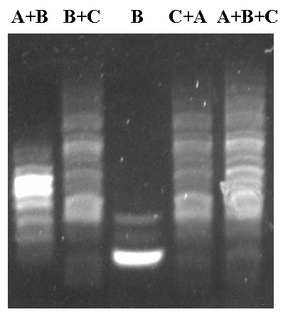 2015-02-11 ligation test 1abbc2bcca3bc4caab5abbcca.jpg