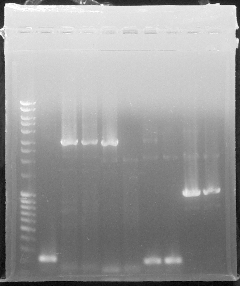 ParisSaclay 27.08.15- PCR2.jpg