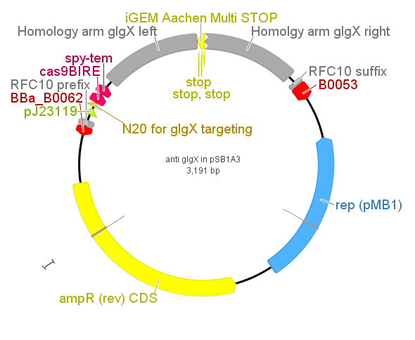 Aachen anti glgX plasmid.png