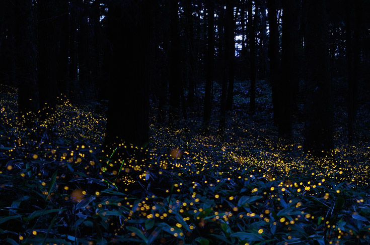 2015-Glasgow-fireflies2.jpg