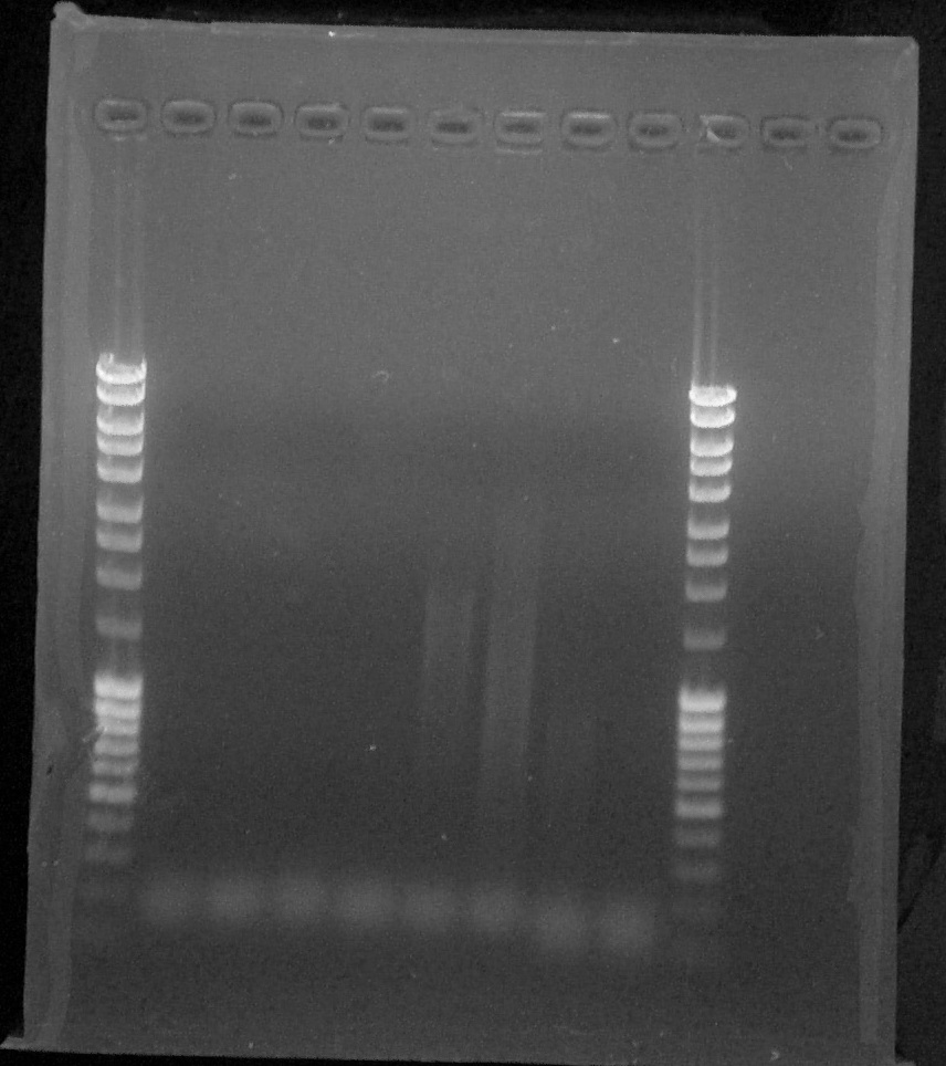 ParisSaclay 26.08.15- PCR2.jpg