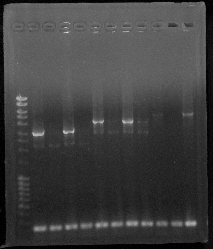 ParisSaclay 27.08.15- PCR1.jpg