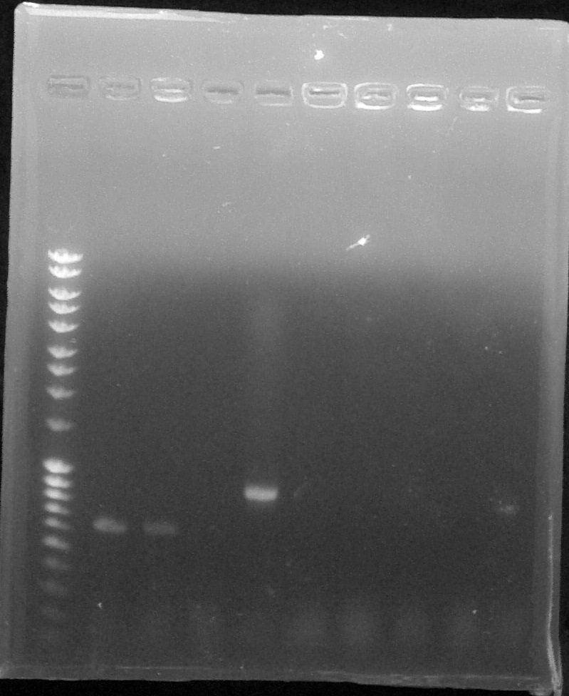 ParisSaclay 26.08.15- PCR colo.jpg