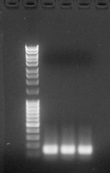 ParisSaclay 10.07.15 - PCR tige boucle.jpg
