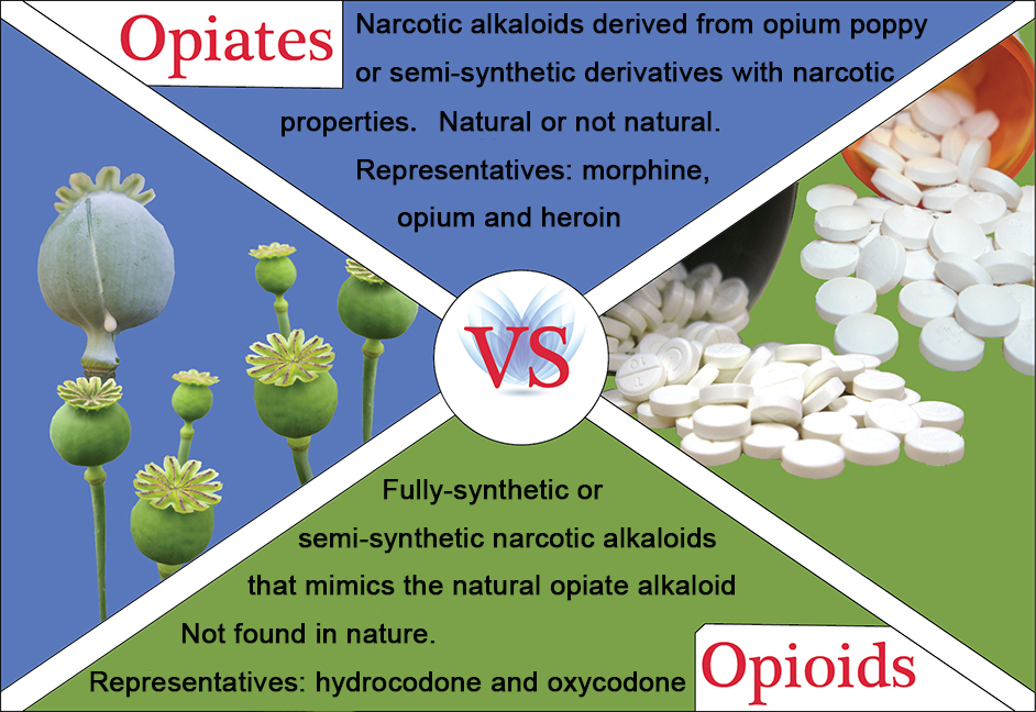 2. Opioids and Opiates fig 1.jpg