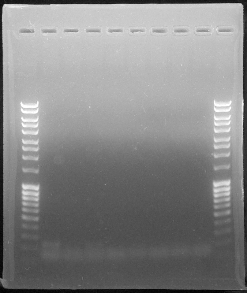 ParisSaclay 26.08.15- PCR1.jpg