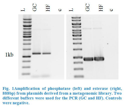 Amplification-of-phosphatase-and-esterase.jpeg