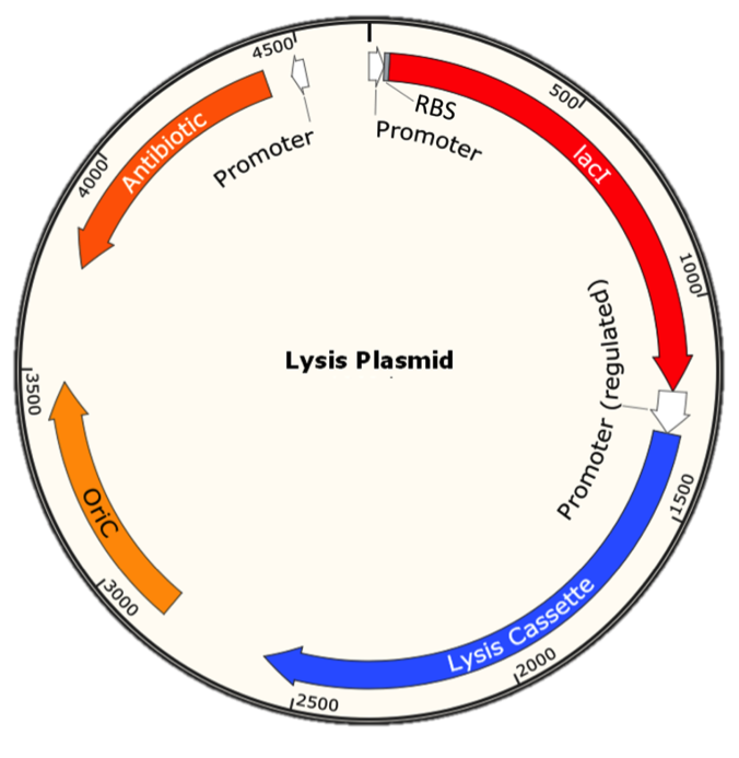 2015CityU HK lysis plasmid.png