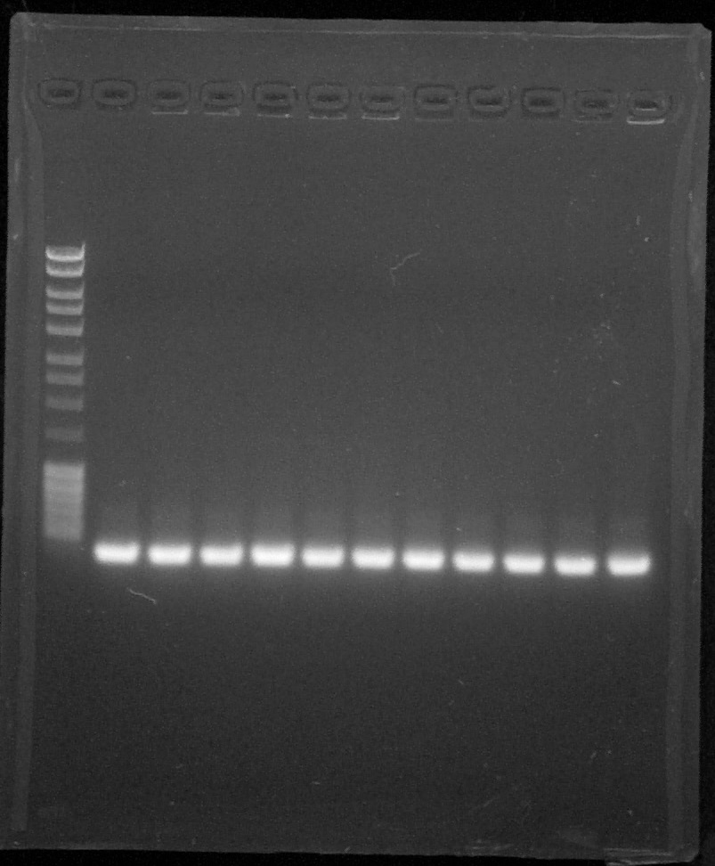 ParisSaclay 20.08.15-PCR1.jpg