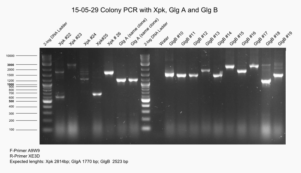 Aachen 15-05-29 Colony PCR (Part A).png