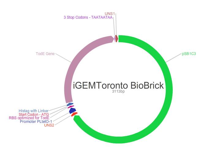Toronto 2015 TodE-plasmid new.jpg