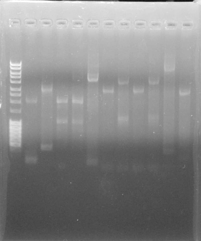 ParisSaclay 19.08.15-PCR2.jpg