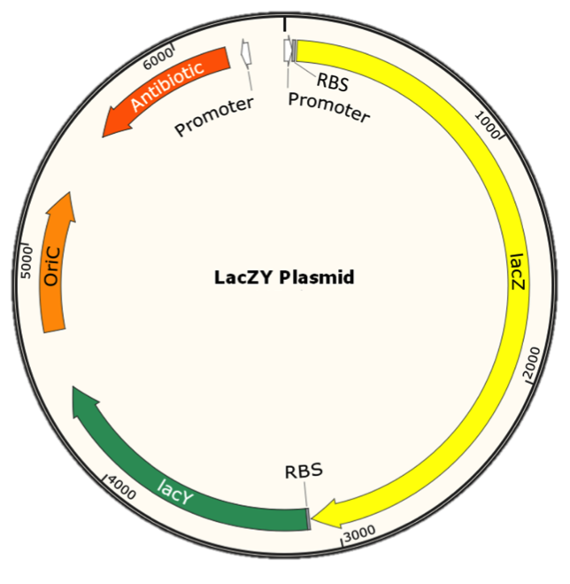 2015CityU HK lacZY plasmid.png