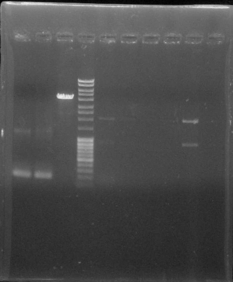 ParisSaclay 19.08.15-PCR1.jpg