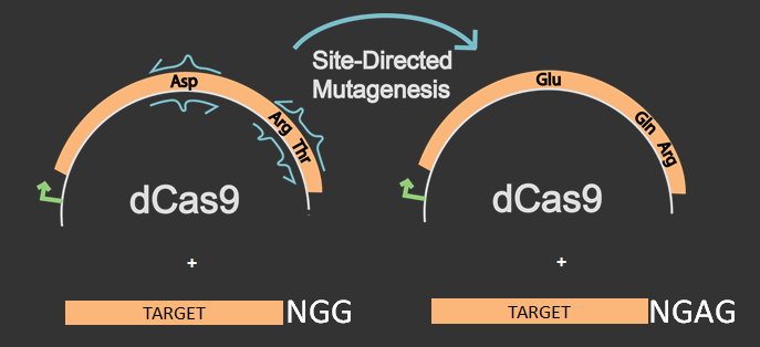 Visualization of site-directed mutagenesis