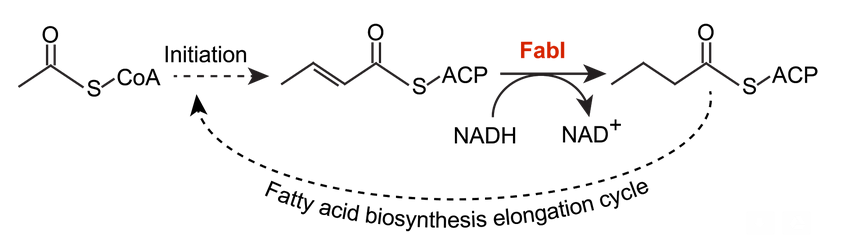 15UCDavis enzyme pathway2.png