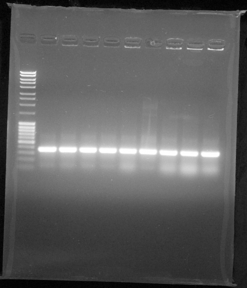ParisSaclay 20.08.15-PCR2.jpg