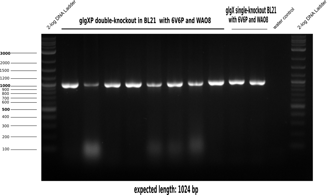 Aachen 15-07-14 glgX BL21 glgXP BL21 knockout genomic area.png