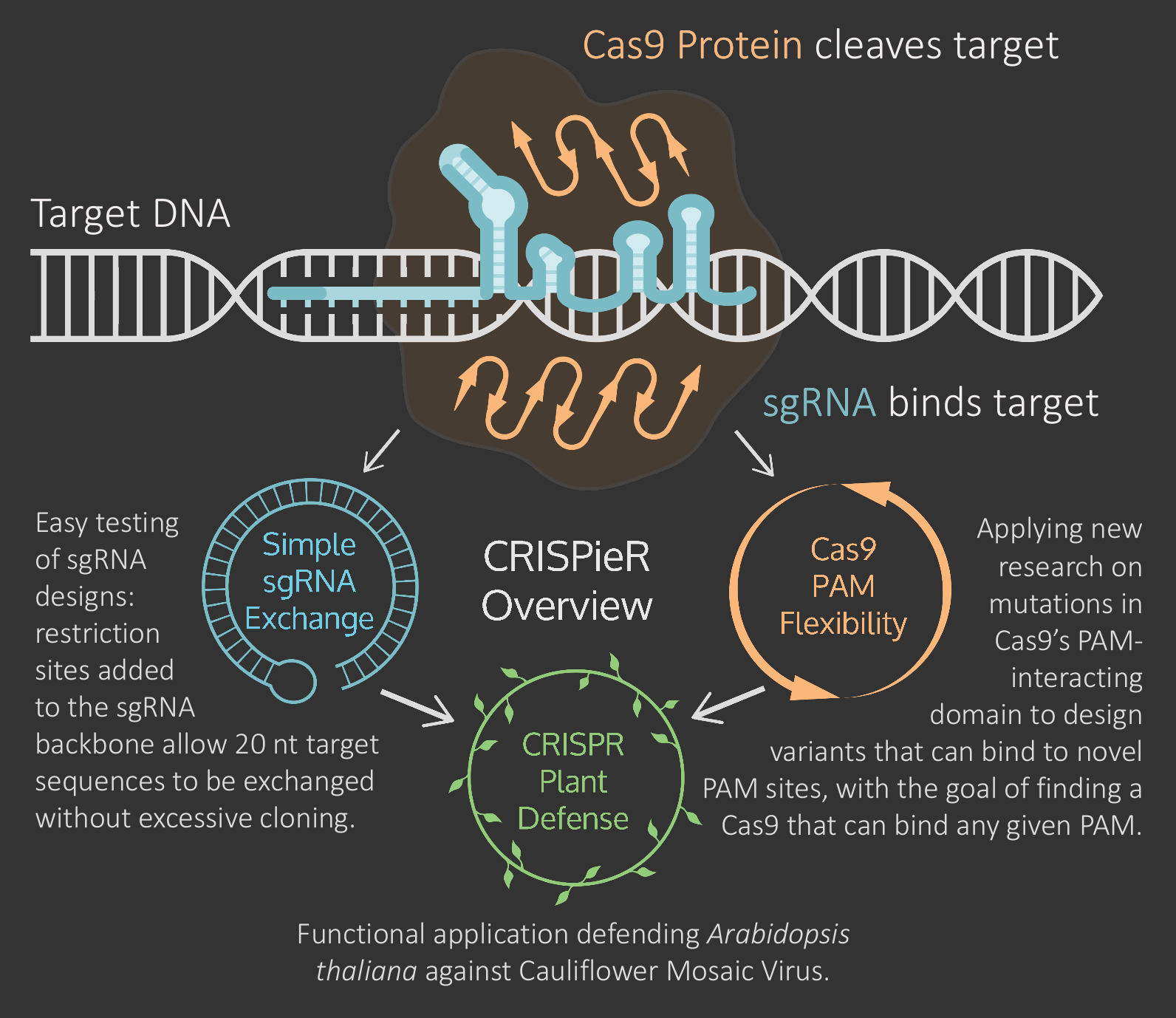 CRISPR-Cas9 structure and project overview