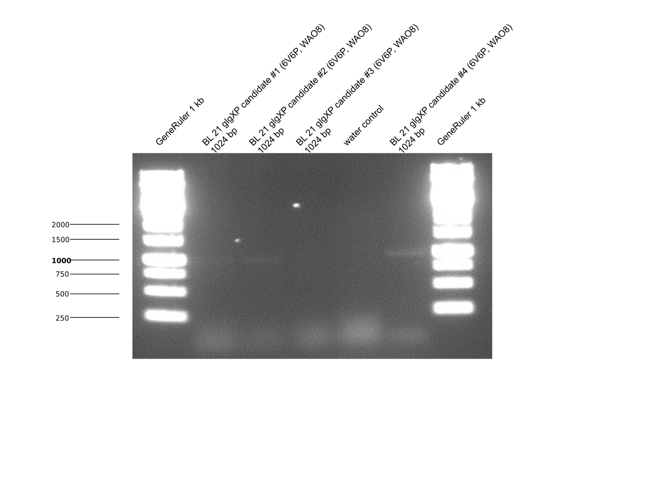 Aachen 15-08-12 glgXP BL21 PfuS PCR.png