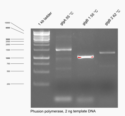 15-05-15 gBlock PCR.png