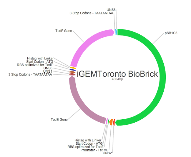 Toronto 2015 biobrick plasmid.png