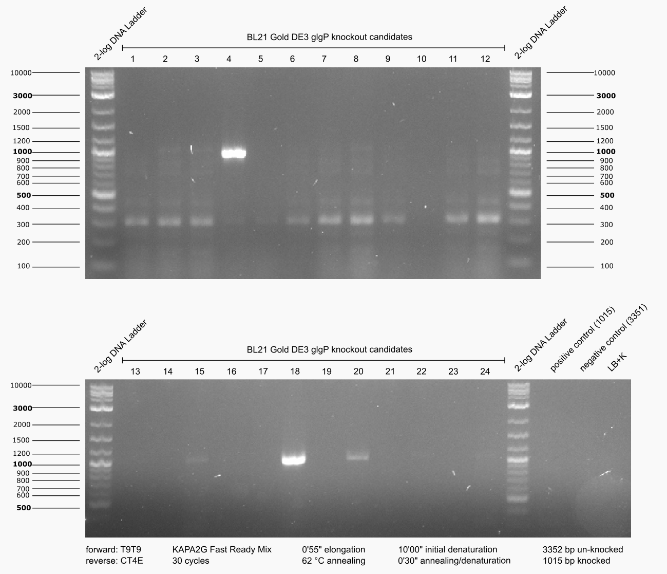 Aachen 15-07-01 BL21 glgP colony PCR.png