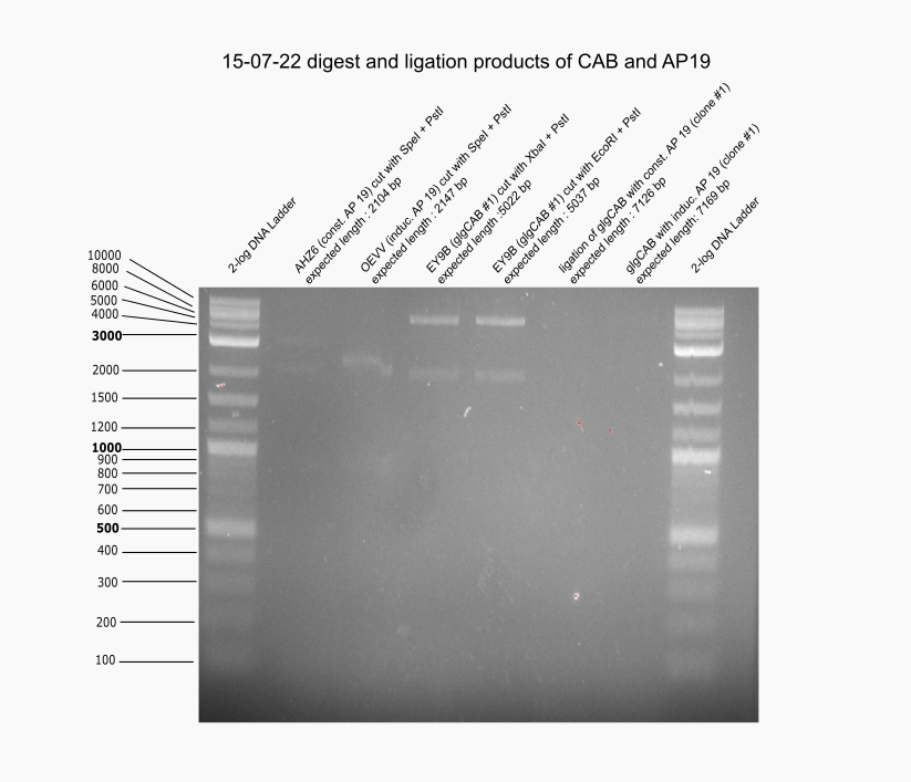 Aachen 15-07-22 digest and ligation products of CAB and AP19.png