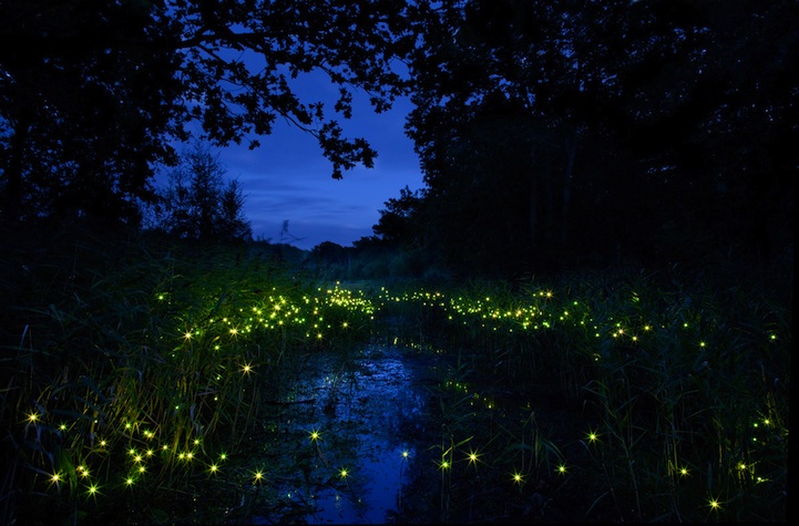 2015-Glasgow-fireflies2.jpeg