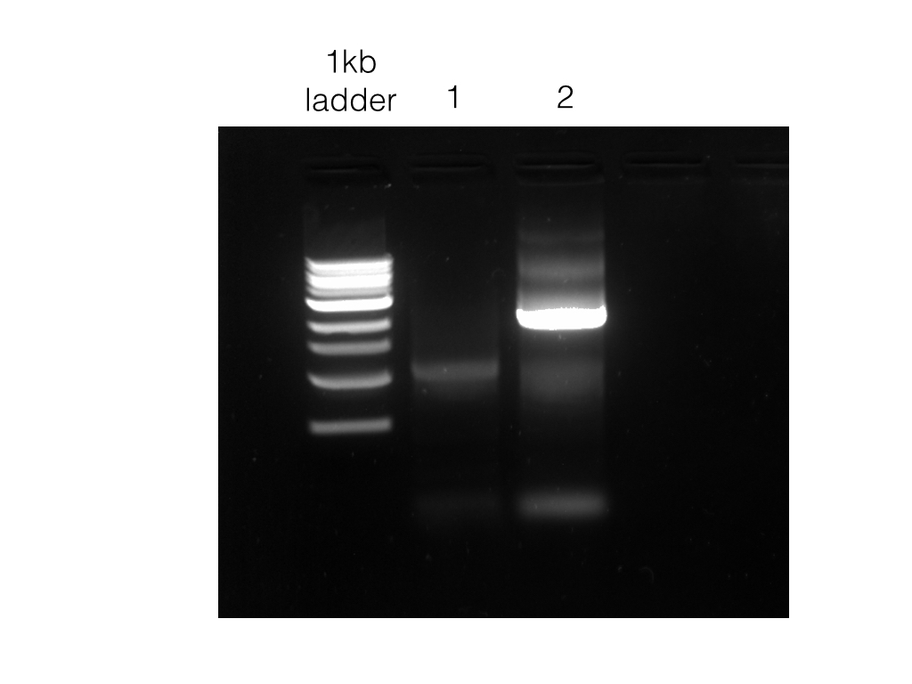 PCR0813.001.jpg