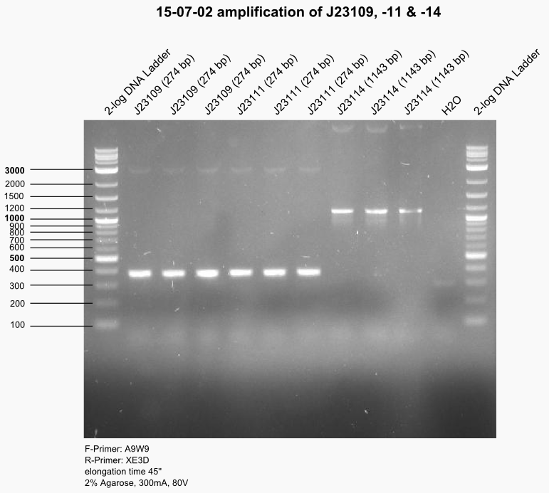 Aachen 15-07-02 amplification of J23109, -11 & -14.png