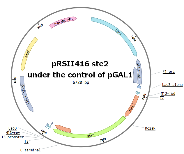 Scheme of the final plasmid