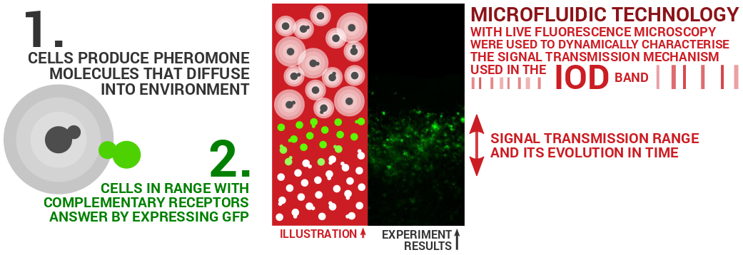 Fluorescence microscopy image showing intercellular signal transduction.