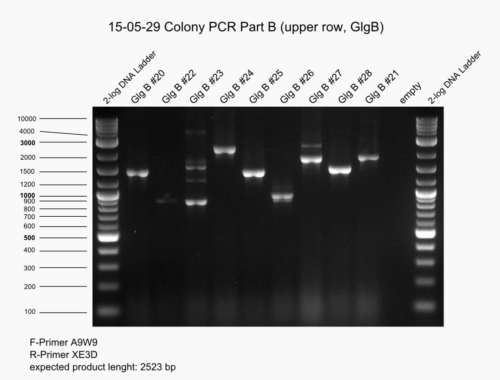 Aachen 15-05-29 Colony PCR (Part B, upper row).png