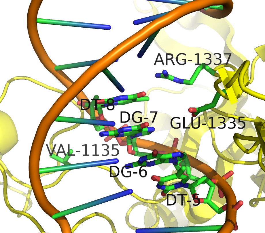Cas9 with a mutated residues indicated