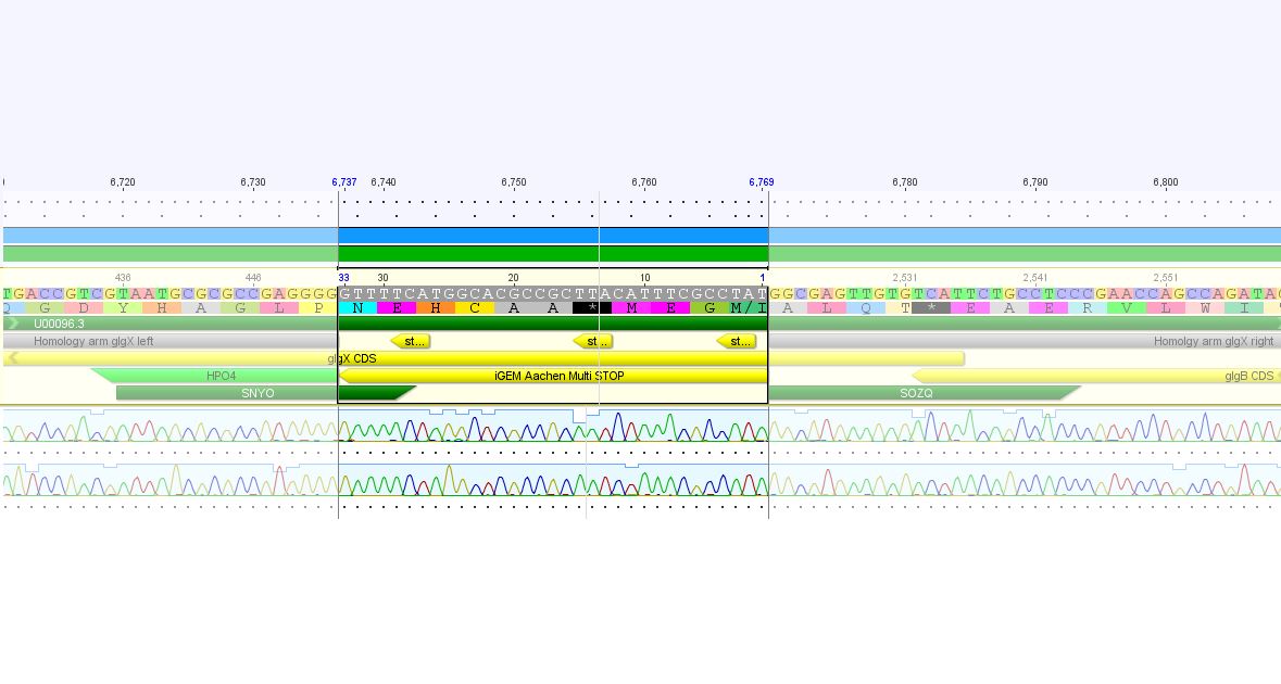 Aachen glgX knockout sequencing.JPG