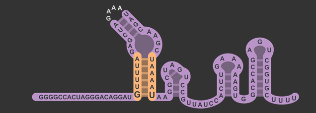 modified sgRNA scaffold structure